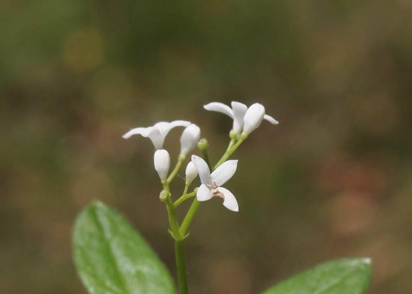 Woodruff, Sweet flower